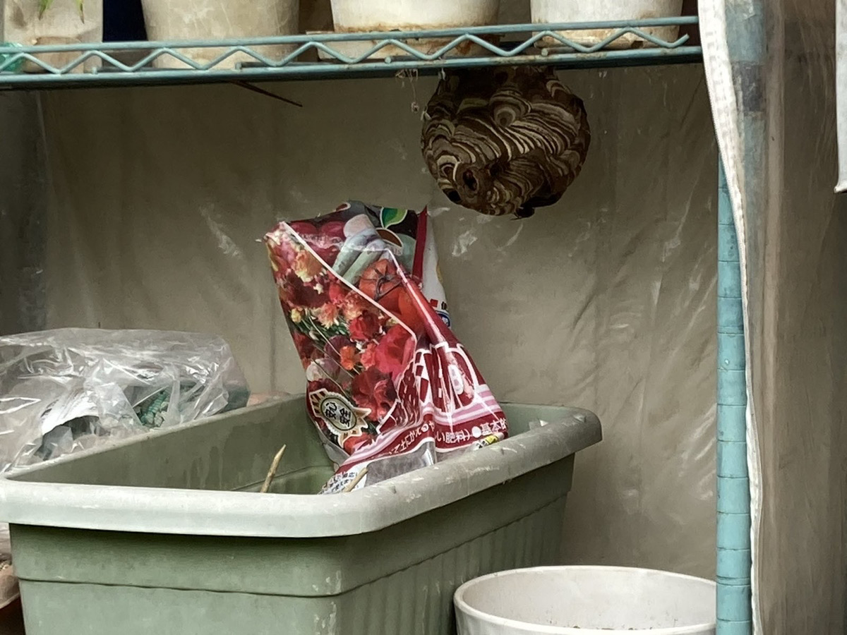 メタルシェルフの下に作られた蜂の巣